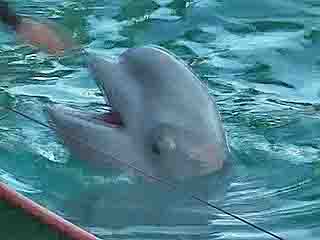 صور Adler dolphinarium ألحيوَانَات